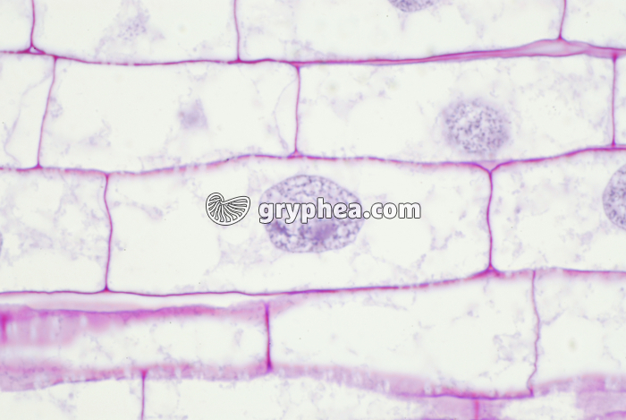 Cellules racine zone3 x150 - gryphea.com